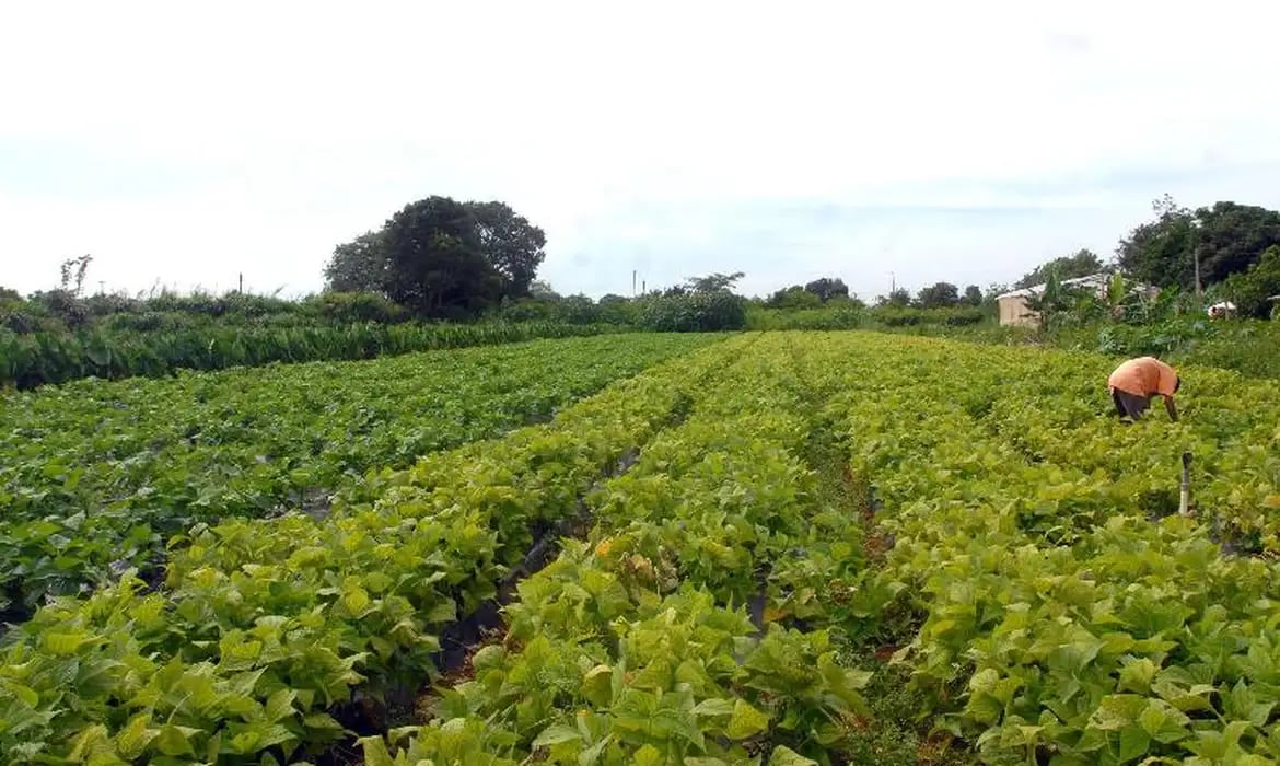 Seguro rural: novo modelo amplia proteção contra perdas climáticas; parlamentares defendem aprovação diante de alerta de novo El Niño