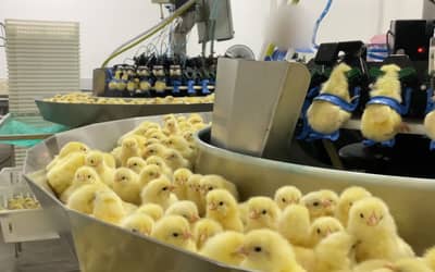 Indústria de ovos: incubatório na Região Sul do país mata em um dia 35 mil pintinhos machos, revela organização